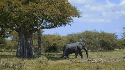 Slow motion view of african elephant moving through wide fields of savanna. Amazing natural scene of wildlife moving thgough grassfields with beautiful background of tall baobabs, big bushes.