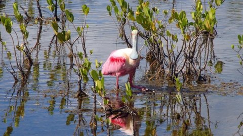 A single Roseate spoonbill foraging for food in a marsh at Merritt Island, near Cape Canaveral, Florida.
