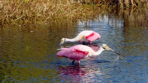 A pair of Roseate spoonbills foraging for food in central Florida.
