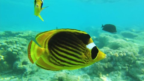 exotic butterfly fish in the red sea. tropical fish. reef