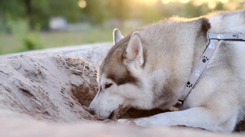 Siberian husky dog digs sand on the beach