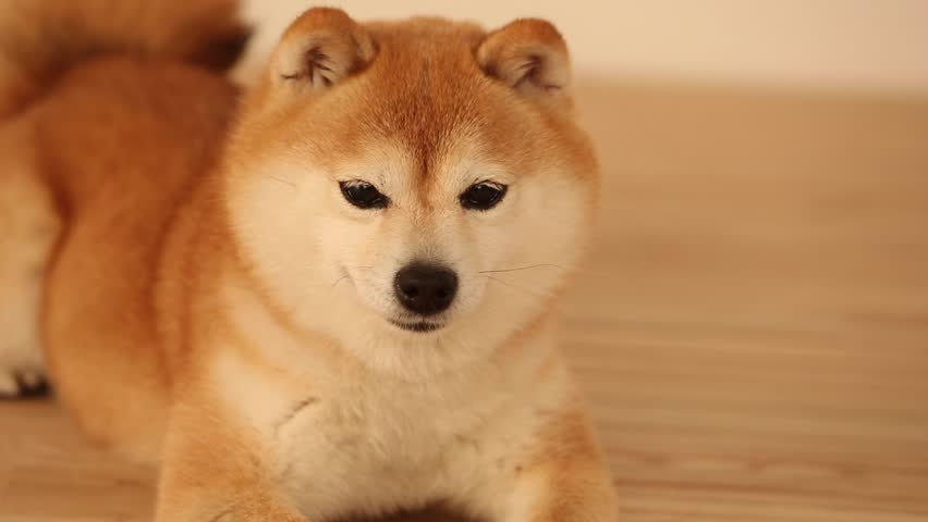 thick shiba