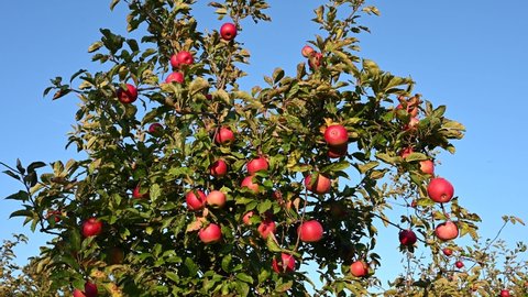 Red apples on a branch on a beautiful summer day. Apples growing on a tree in orchard. Ripe natural apples on a branch at sunset. Producing fresh and organic fruits. 