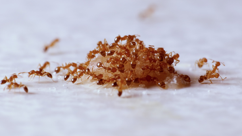 Home pests Pharaoh ants pull apart a drop of sweet food found on the kitchen table.