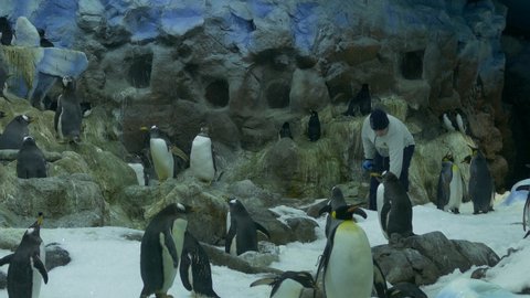 Puerto de la Cruz, Tenerife, Spain - Dec 20, 2018 (Ungraded): King penguins and Gentoo Pengions enclosure. Zookeeper clears snow with a shovel at Loro Park Zoo.