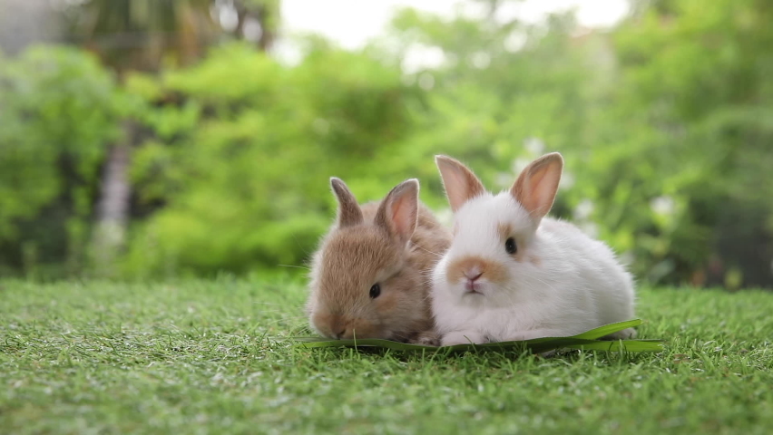 Group of healthy lovely baby bunny easter rabbits on nature background. Cute fluffy rabbits sniffing, looking around, Lovely mammal with beautiful bright eyes in nature life. Symbol of easter day. Royalty-Free Stock Footage #1079148731
