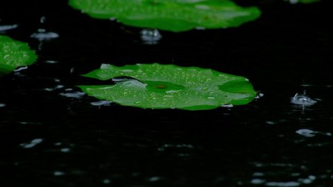 The rain fell on the natural green leaves of the water lilies in the pond. In the rainy season, the weather climate is humid, fresh, and water droplets and dew on the surface of the tropical plants.