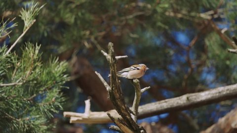 Chaffinch bird perched on a branch in De Hoge Veluwe National Park, Netherlands