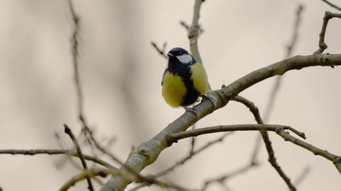 Great tit bird perched on a branch in Veluwe National Park, Netherlands