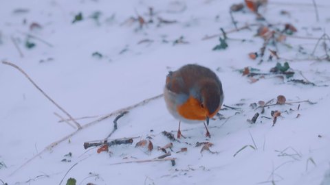 European robin feeding in the snow, Veluwe National Park, Netherlands