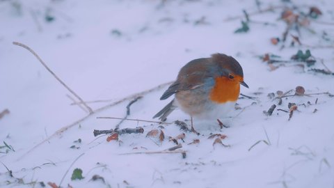 European robin, redbreast, feeding in the snow, Veluwe National Park, Netherlands
