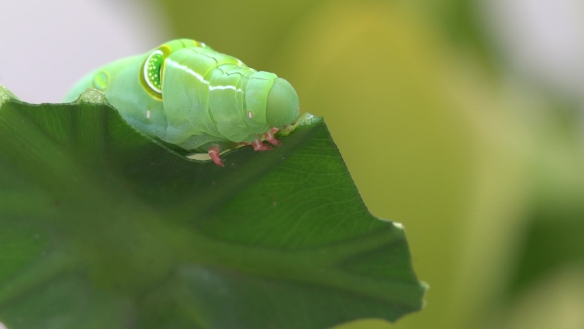 Caterpillar eating basil, extreme close-up, Thailand Royalty-Free Stock Footage #1079152754
