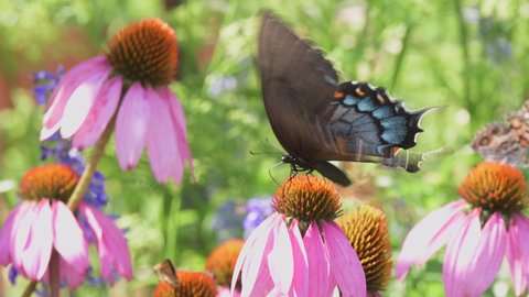Dark morph of an Eastern Tiger Swallowtail butterfly pollinating a Purple Coneflower in a sunny summer garden