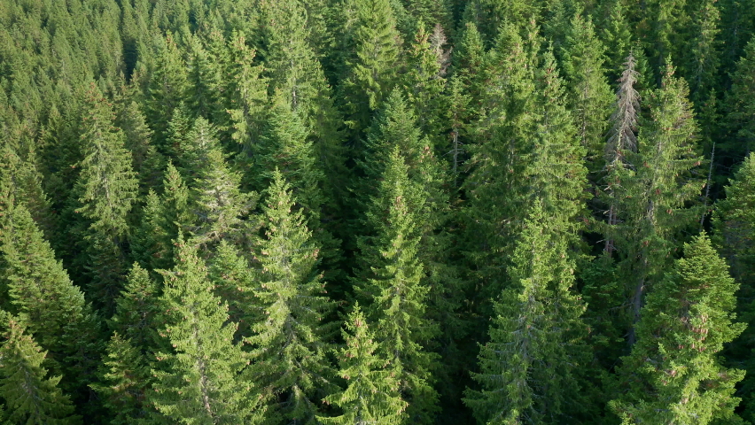 Treetops of evergreen dense forest - tops of green fir, cedar and pine trees in national park. Aerial top view on a sunny day of unspoiled nature. Climate control and environmental protection concept. Royalty-Free Stock Footage #1079158628