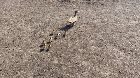 mother duck with ducklings walks around farm yard. Poultry. Farming. Duck offspring. Fluffy birds. Natural food products. Grain fattening. Veterinary medicine. Waterfowl. Pasture, Family, instinct