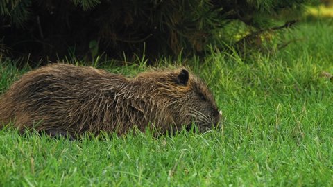 Close-up, Muskrat Eats Young Grass in a Clearing in the Park and Combs His Fur With His Hind Paw