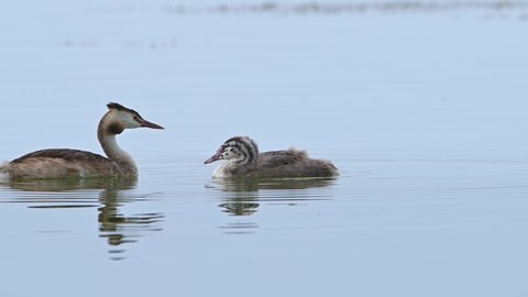 Birds, Great crested grebe (Podiceps cristatus) and its juvenile, swimming and sleeping in a blue lake.