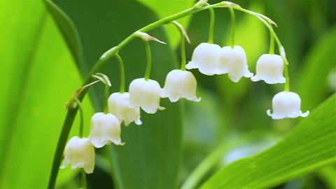 Close-up blooming lily of the valley in the forest on a sunny day. Breeze.