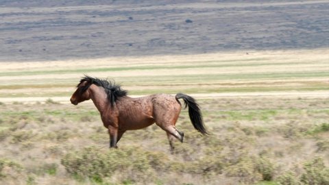 slow motion of a beautiful wild horse running at the west desert in uta