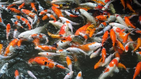 A large group of Koi Fish, or Nishikigoi, or Amur carp, actively pursuing drops of food crumbles thrown at them.