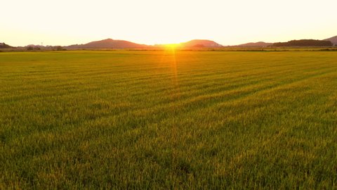 Korean rice fields in harvesting season and sunset, drone video of Korean rice fields