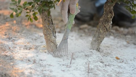 A man is making incisions in the bark of the mastic tree to release the resin. Mastic tree harvest