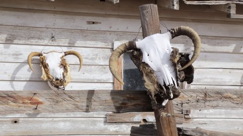 Bull skull outside a wooden hut in Arizona desert