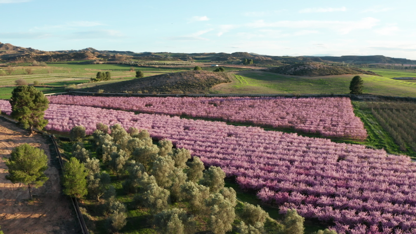flower filled orchard and olive trees spain aerial shot sunset beautifu