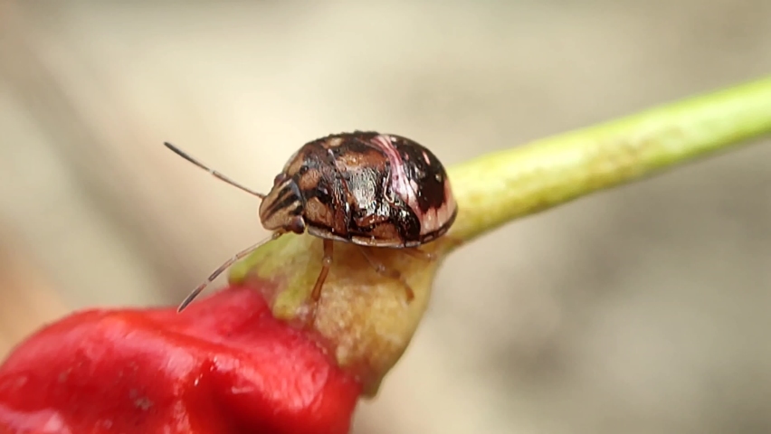 Brown ladybug moving on branch 