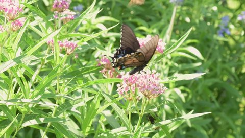 Female, dark morph of an Eastern Tiger Swallowtail butterfly feeding on light pink flowers of Butterflyweed  in a sunny summer garden