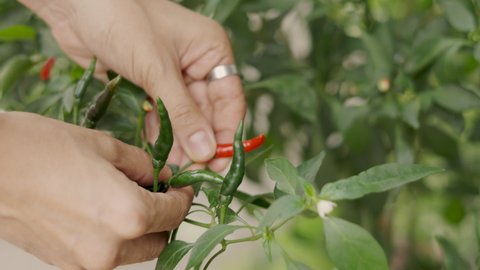 Close up 4K of beautiful and colorful chilli pepper trees growing in the house backyard and people hands picking which is organic vegetable cultivation or home gardening shows healthy living style.
