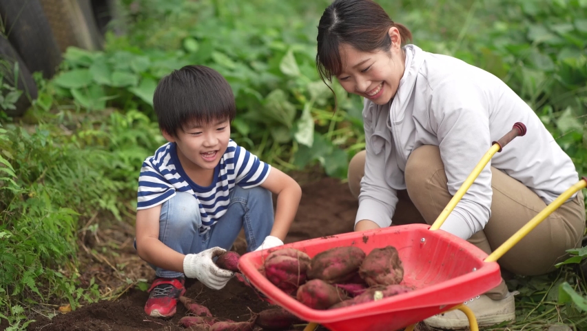 Parents and children harvesting sweet potatoes