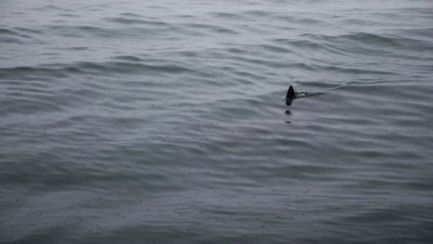 Basking shark from above during whale watching.