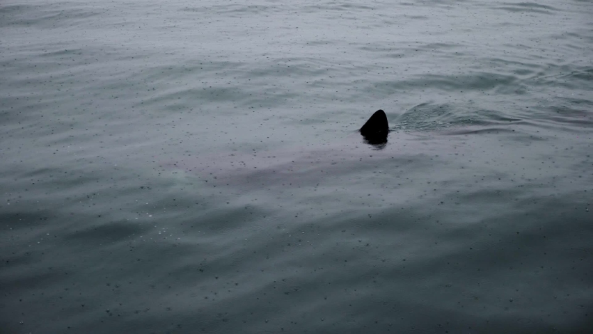 Basking shark from above during whale watching.