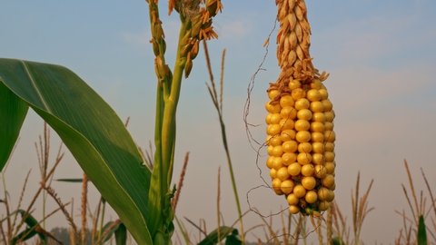 An ear of yellow corn on a green stalk is ready for harvest. Corn field in the countryside. Corn seeds.