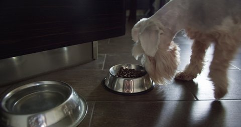 Beauty silver miniature Schnauzer terrier dog, white terrier dog eating with great appetite. Tasty food. Bowl with dry food on the kitchen floor