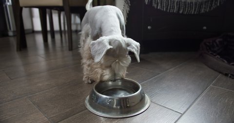 Beauty silver miniature schnauzer terrier dog, white terrier dog drinking water from a dog water bowl. Fresh water drink