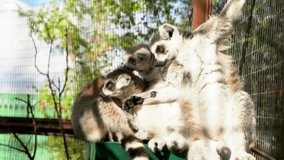 A family of lemurs relax in the sun at the zoo. 4k video.