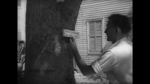 CIRCA 1930s - Men hammer name plates onto trees in Florida.