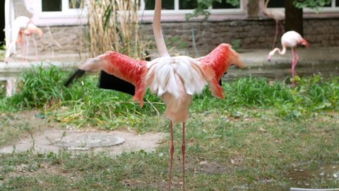 The graceful pink Flamingo bird stands on its foot and cleans its plumage. Pink flamingo.