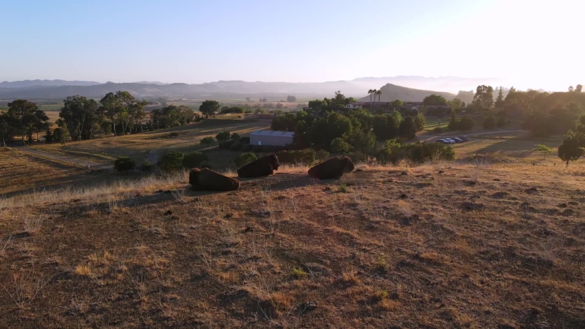 SAN LUIS OBISPO, CALIFORNIA - CIRCA 2020 - An excellent aerial shot of bison resting on the grass in San Luis Obispo, California.