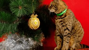 Tabby striped grey cat plays with Christmas golden illuminating yellow toy and throws off from the New year tree on red background .High quality 4k footage