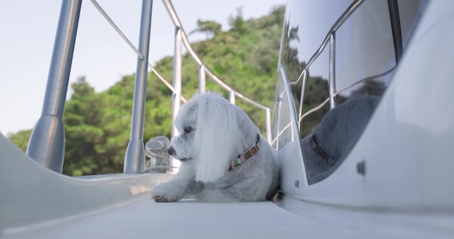 Cute Maltese dog on luxury motor yacht.