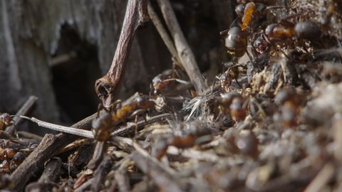 Macro of a red wood ants (Formica rufa) in an anthill in an old tree stump, slow motion.