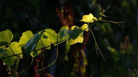 Green vineyard leaves dancing in the wind. Close-up of delicate wine grape leaves and tendrils moving in the beautiful afternoon sunshine. Early autumn vibes, light and shadows from Bavaria, Germany.