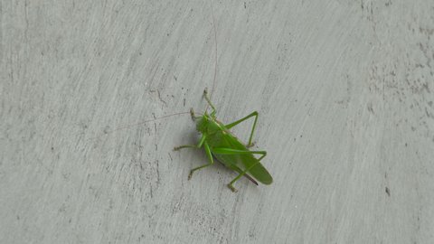Tettigoniidae on the wall,sitting on the wall of the house insect katydids