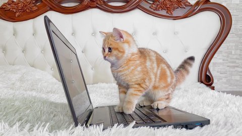 4k little red ginger striped kitten sitting near laptop at the bedside table and jumping.  