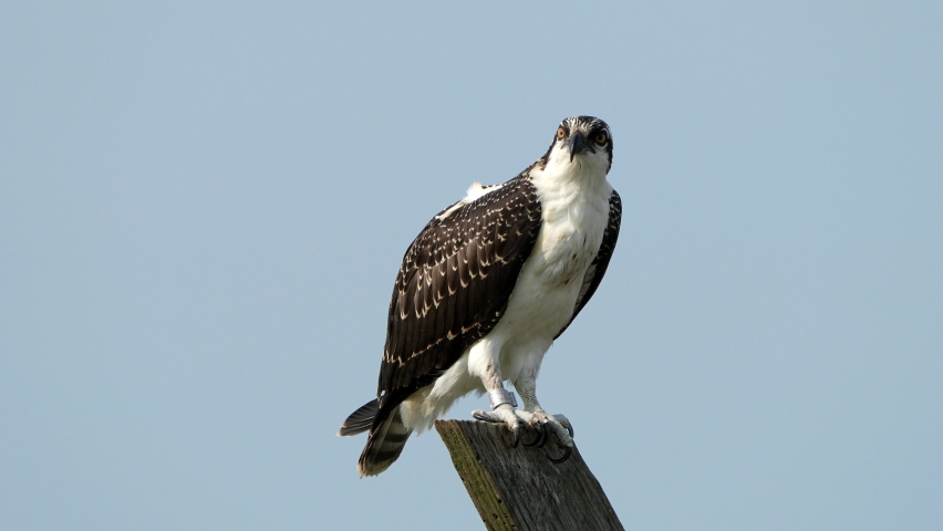 A Juvenile Osprey Standing on a Nest Post