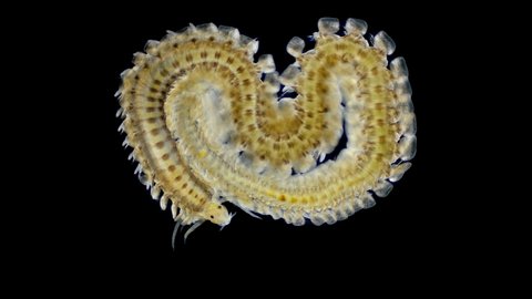 Worm Polychaeta, Phyllodocidae family.under a microscope. The genus Eulalia sp. They crawl along the bottom or algae, there are predators and scavengers. Barents Sea