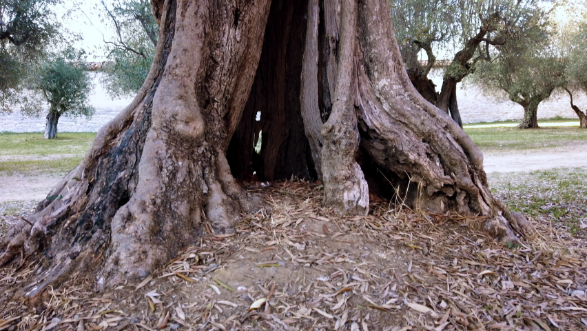 Centennial olive tree taken from below Royalty-Free Stock Footage #1079227664